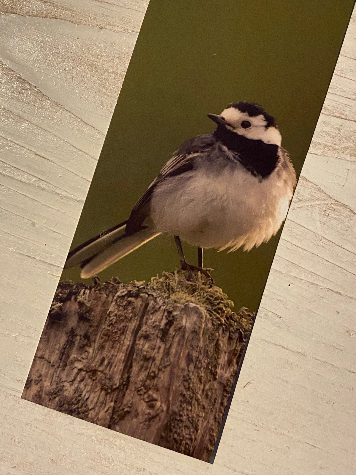 Pied Wagtail Bookmark - Scotland wildlife photography