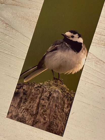 Pied Wagtail Bookmark - Scotland wildlife photography