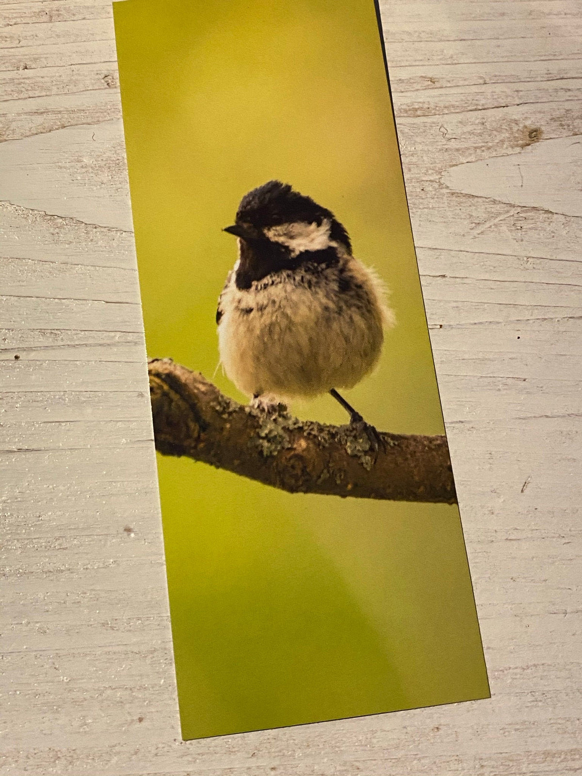 Coal Tit Bookmark - Swindon wildlife photography
