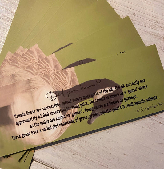 Canada Goose Bookmark - UK wildlife photography