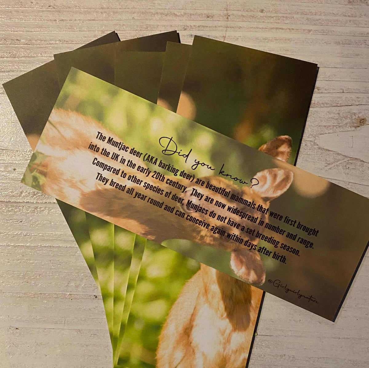 Muntjac Deer Bookmark - Swindon wildlife photography