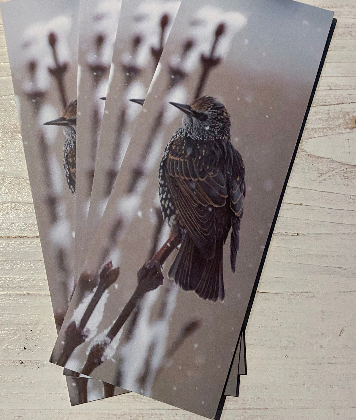 Starling Bookmark - Swindon wildlife photography