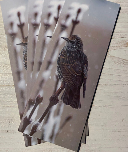 Starling Bookmark - Swindon wildlife photography