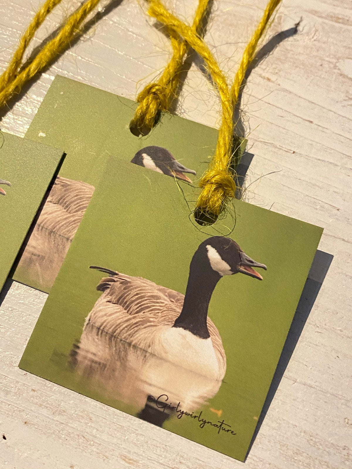 Canada Goose Gift Tags - UK wildlife photography