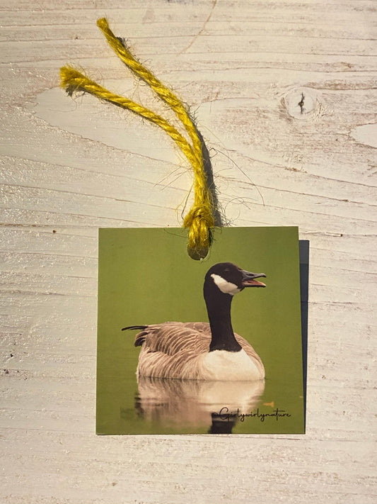 Canada Goose Gift Tags - UK wildlife photography