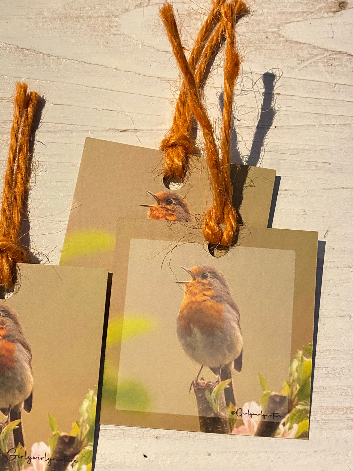 Robin Gift Tags - British wildlife photography