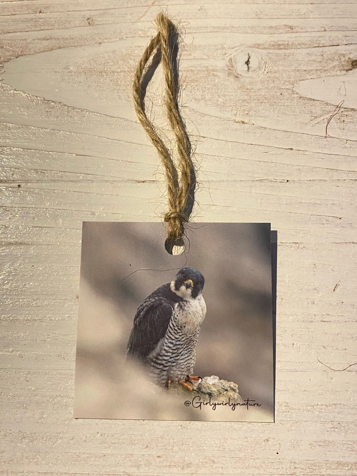Peregrine Falcon Gift Tags - bird of prey wildlife photography