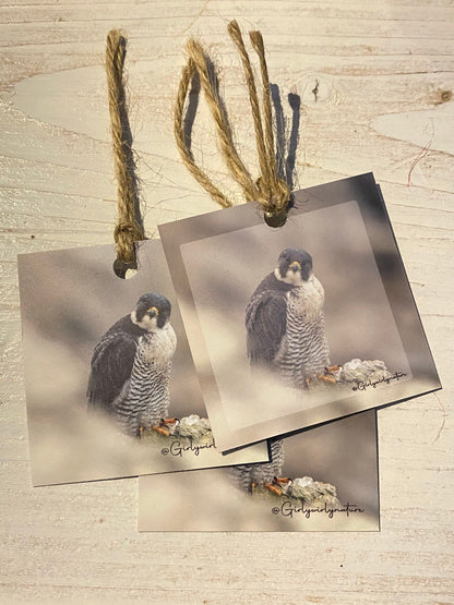 Peregrine Falcon Gift Tags - bird of prey wildlife photography