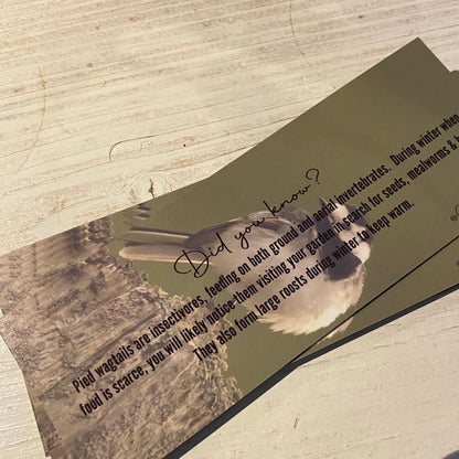 Pied Wagtail Bookmark - Scotland wildlife photography
