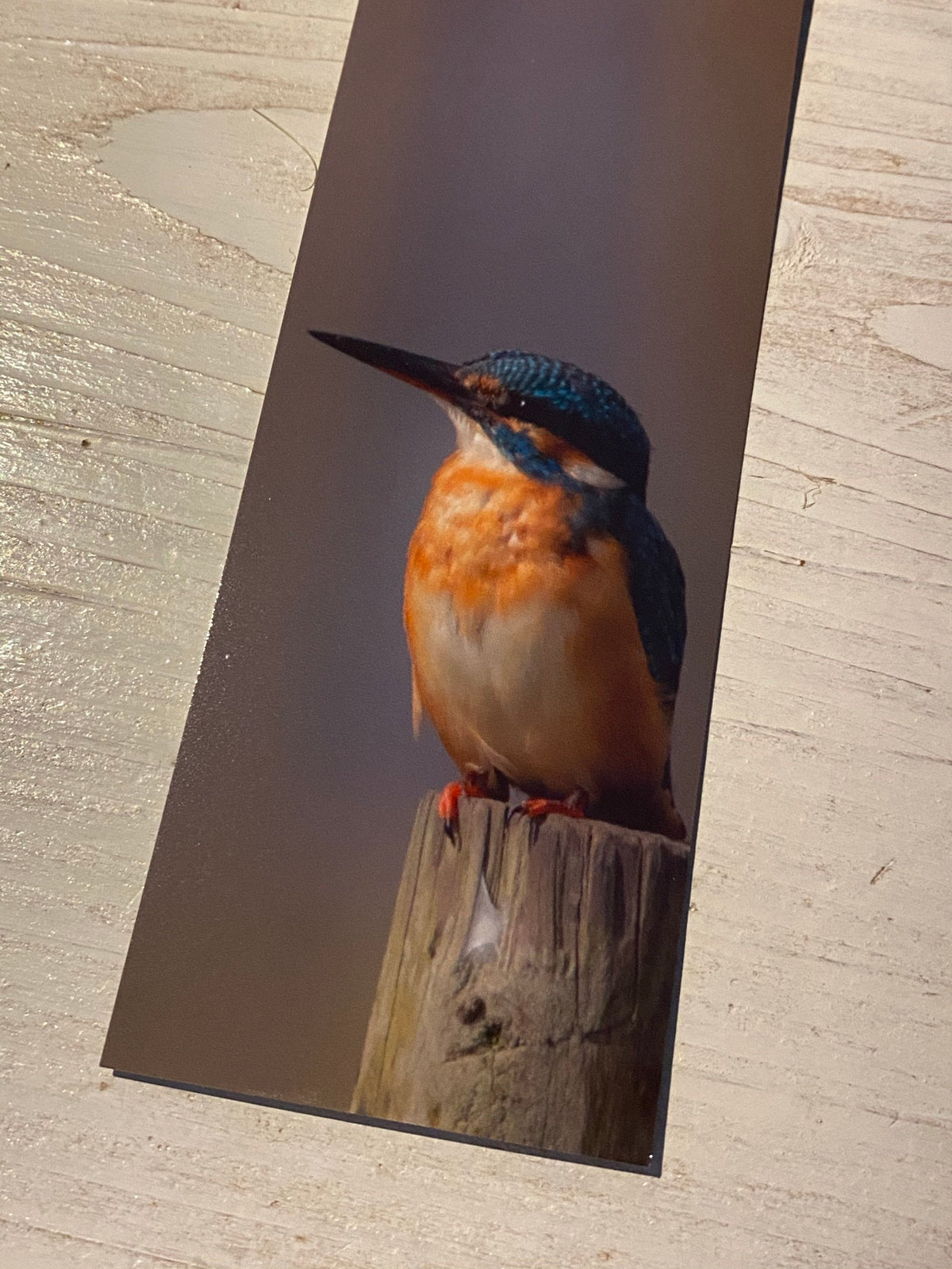 Kingfisher Bookmark - Swindon wildlife photography