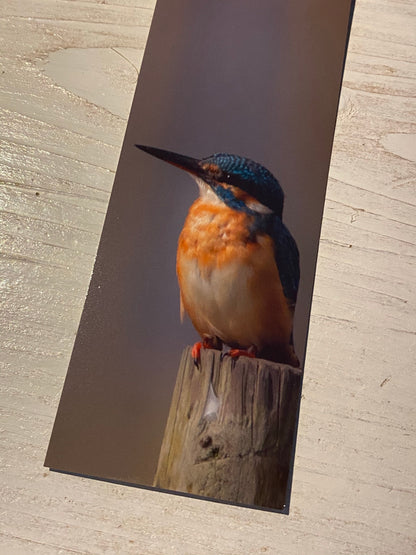 Kingfisher Bookmark - Swindon wildlife photography