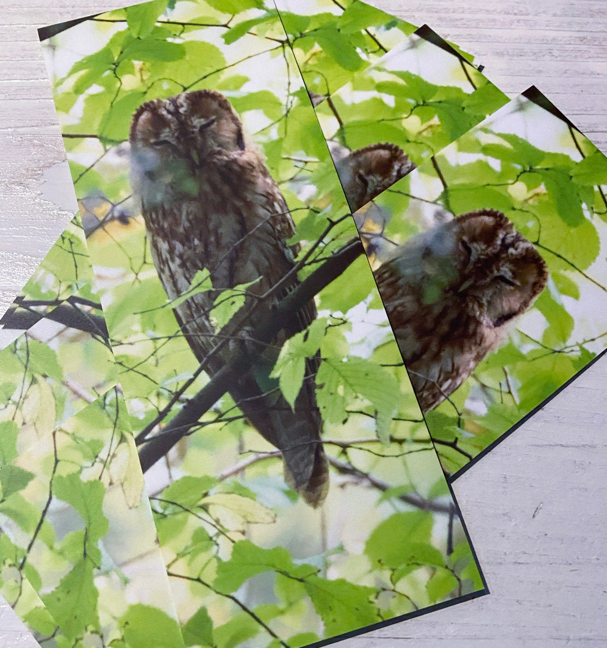 Tawny Owl Bookmark - Sussex wildlife photography