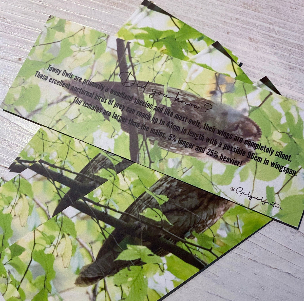Tawny Owl Bookmark - Sussex wildlife photography