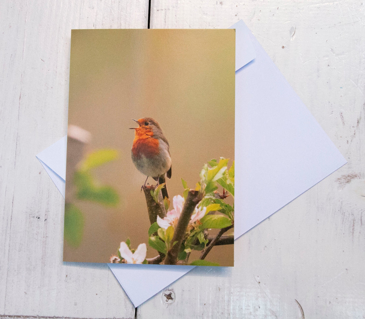 Robin Greetings Card - Bristol wildlife photography