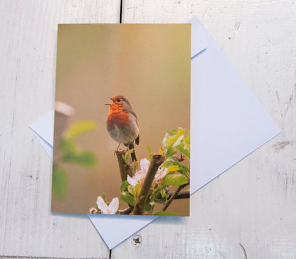 Robin Greetings Card - Bristol wildlife photography