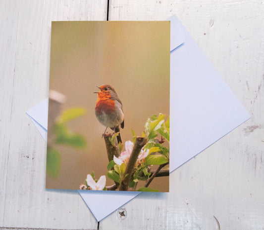 Robin Greetings Card - Bristol wildlife photography