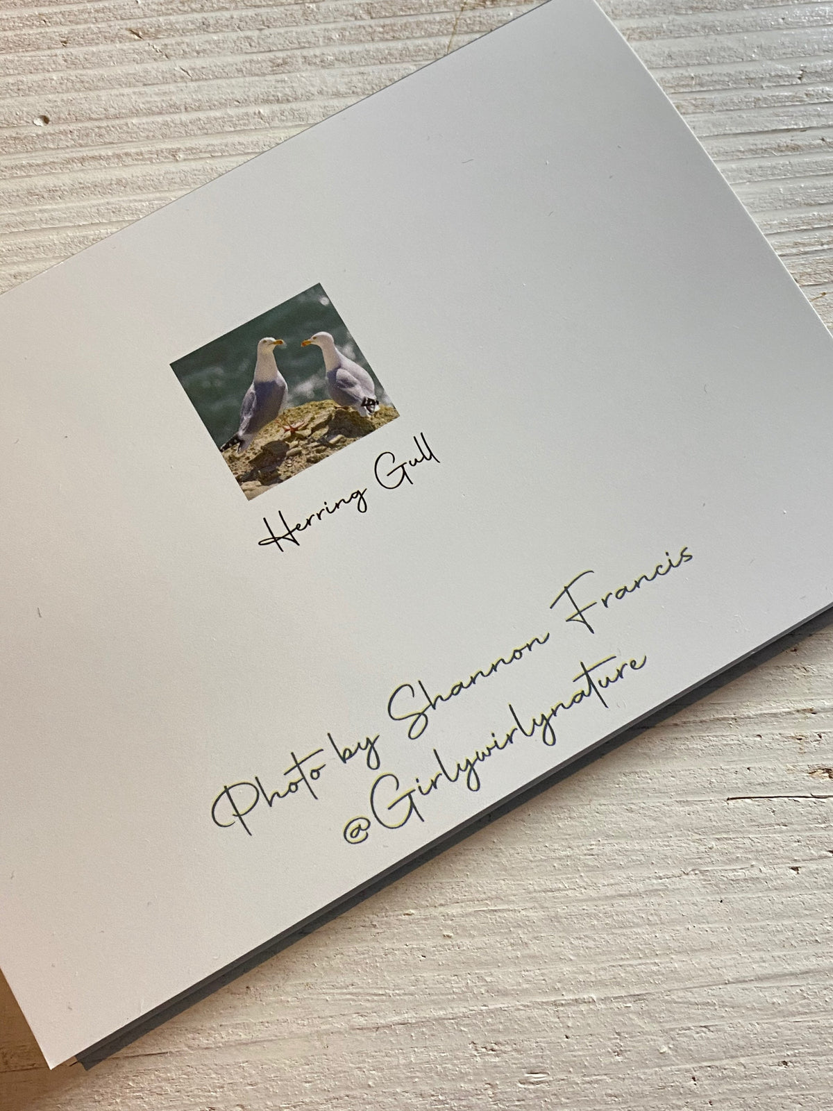 Herring Gull Greetings Card - Dorset wildlife photography