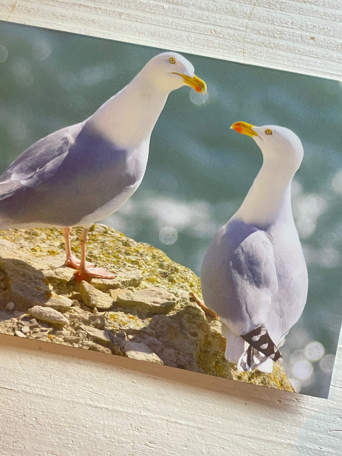 Herring Gull Greetings Card - Dorset wildlife photography