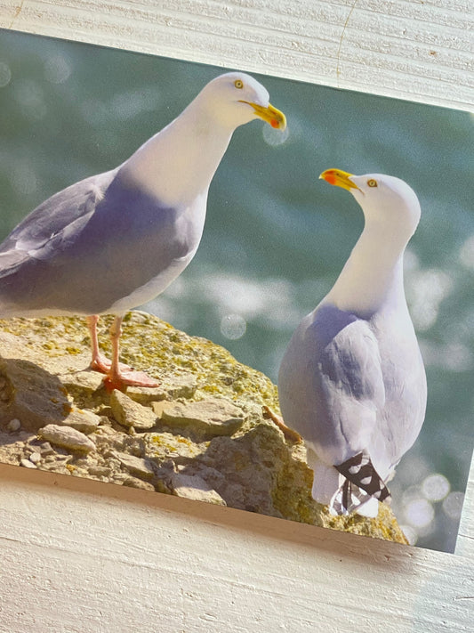 Herring Gull Greetings Card - Dorset wildlife photography