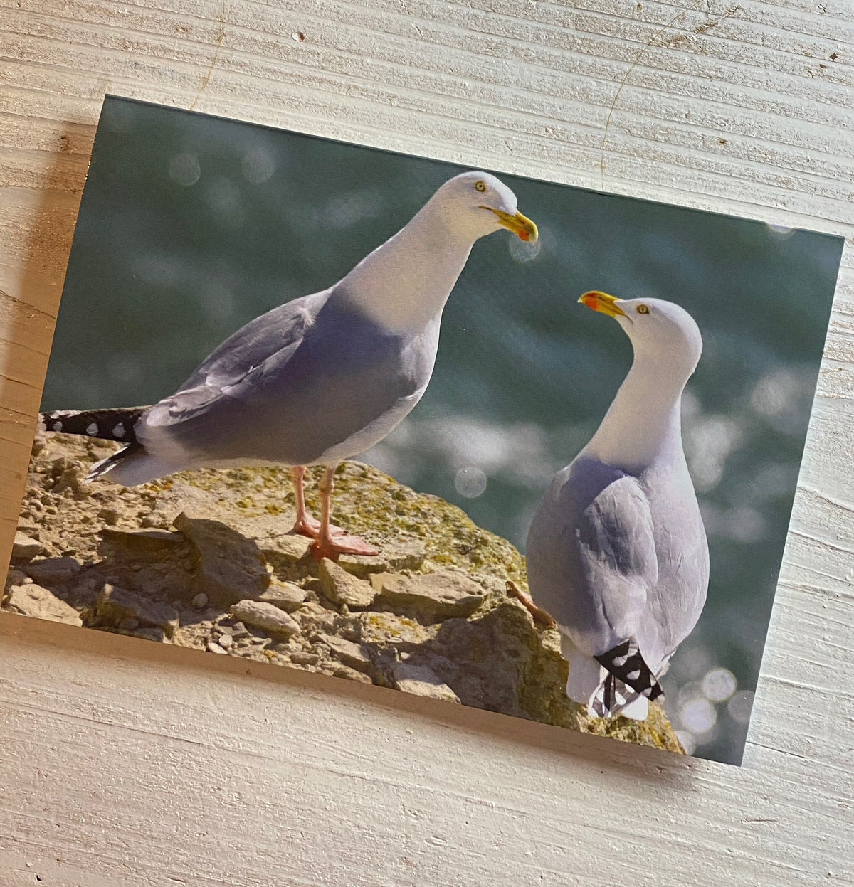 Herring Gull Greetings Card - Dorset wildlife photography