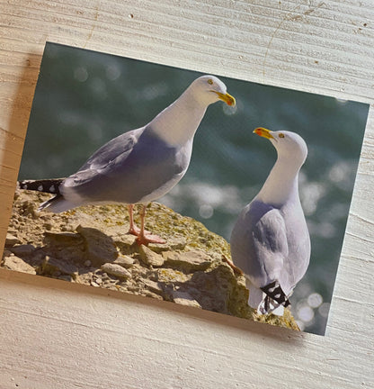 Herring Gull Greetings Card - Dorset wildlife photography