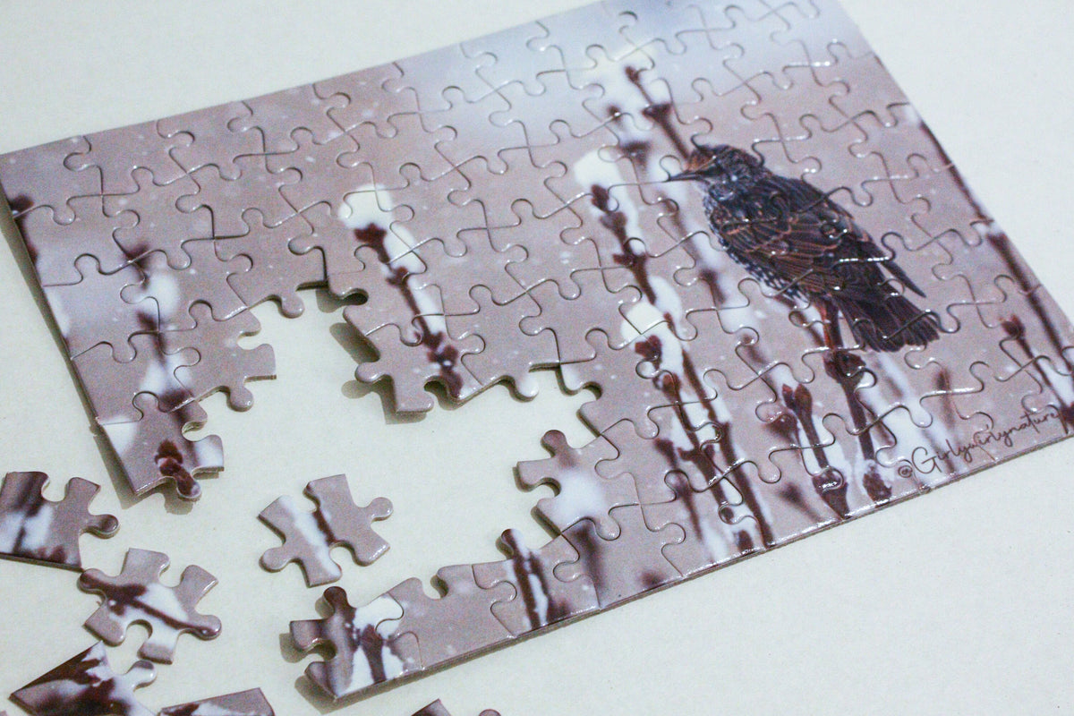Starling in Snow Photo Puzzle - winter wildlife photography