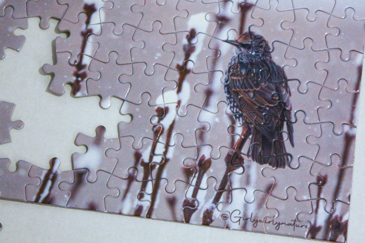 Starling in Snow Photo Puzzle - winter wildlife photography