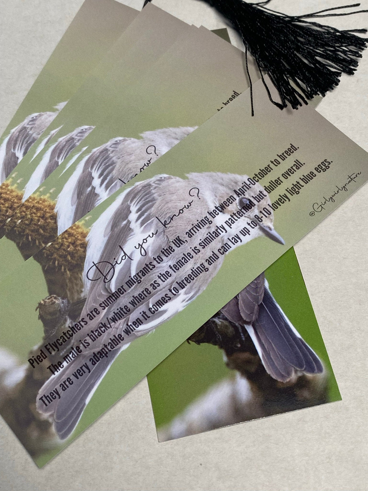 Pied Flycatcher Bookmark - South Wales wildlife photography