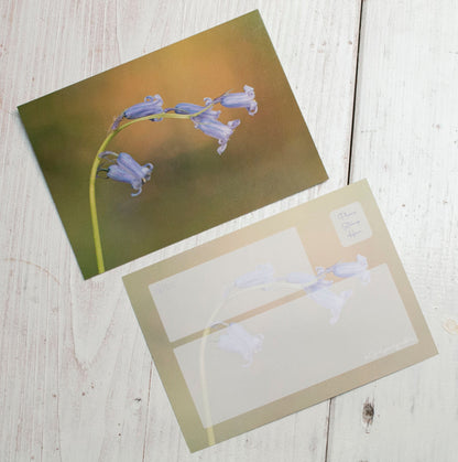 Single Bluebell Postcard - UK wildflower photography