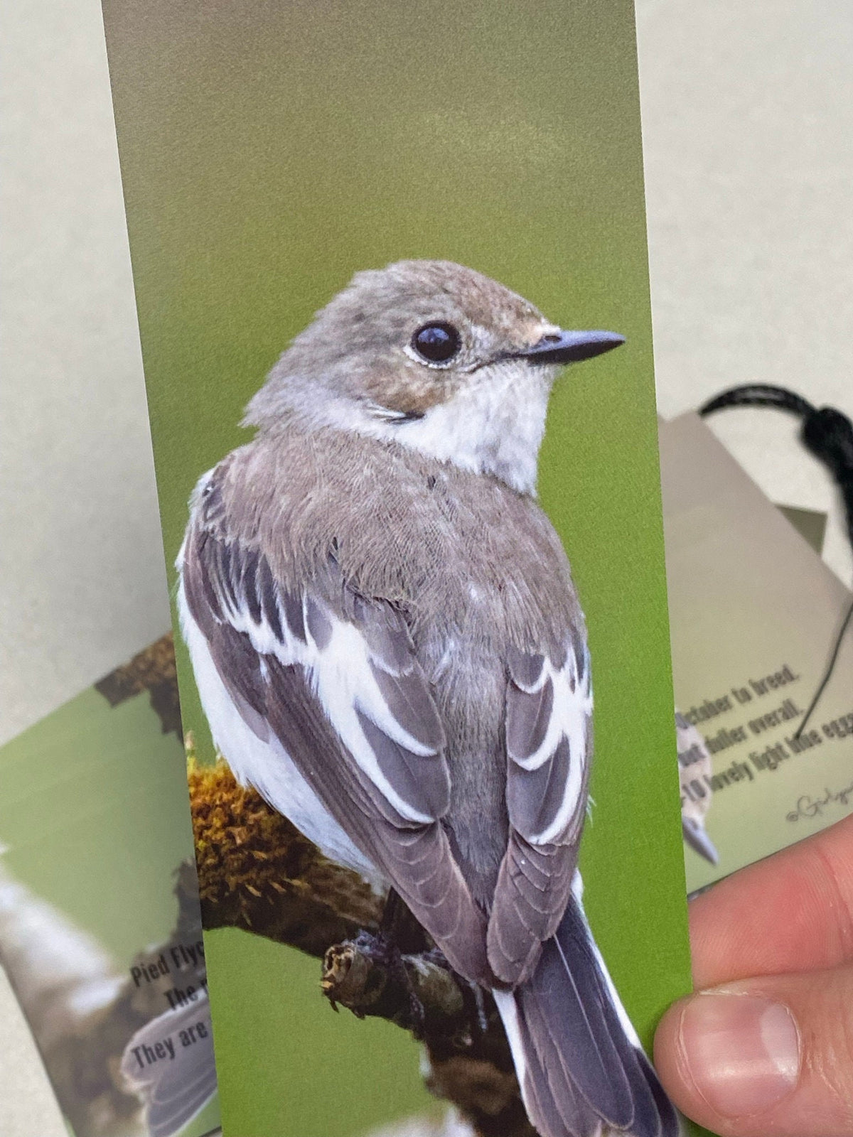 Pied Flycatcher Bookmark - South Wales wildlife photography