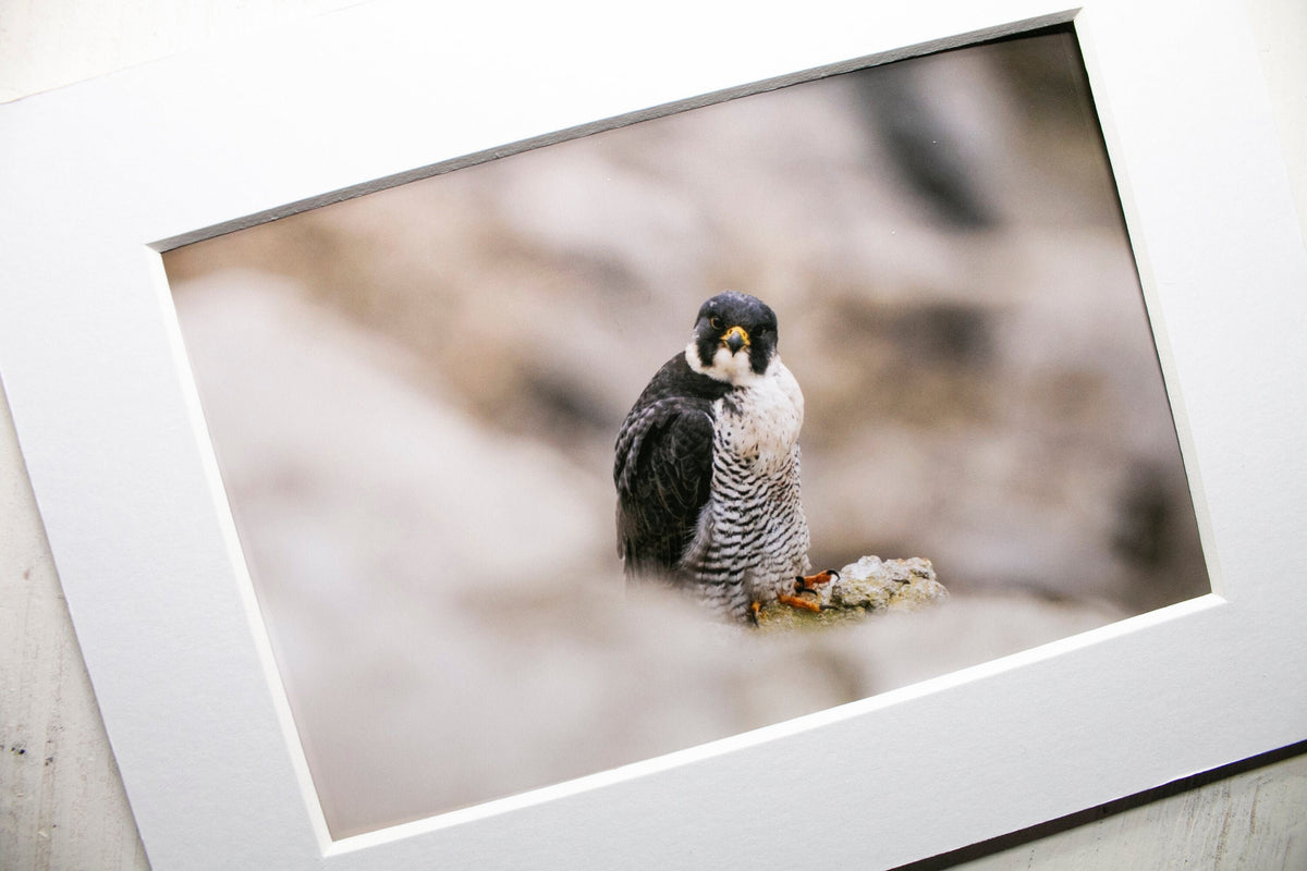 Peregrine Falcon Mounted Photo Print - Dorset wildlife photography