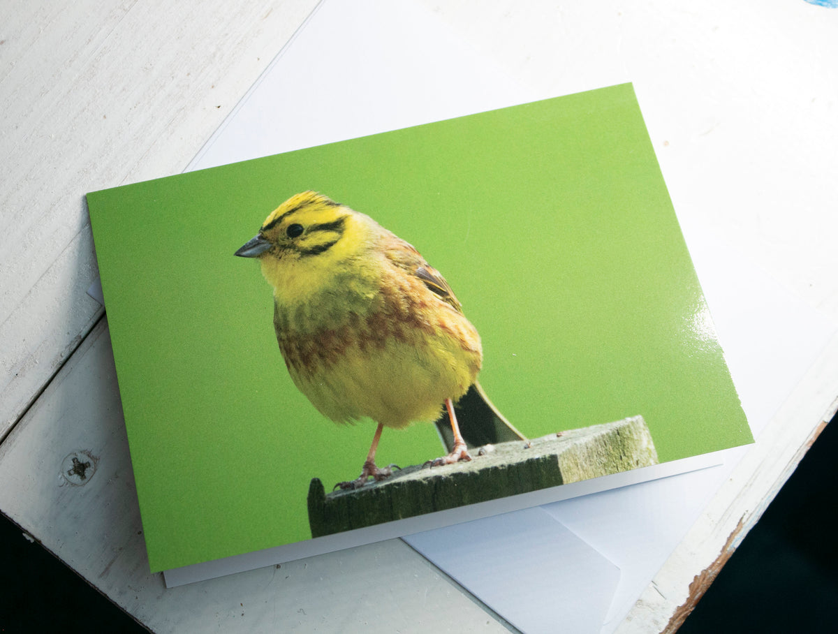 Yellowhammer Greetings Card - South Gloucestershire wildlife photography
