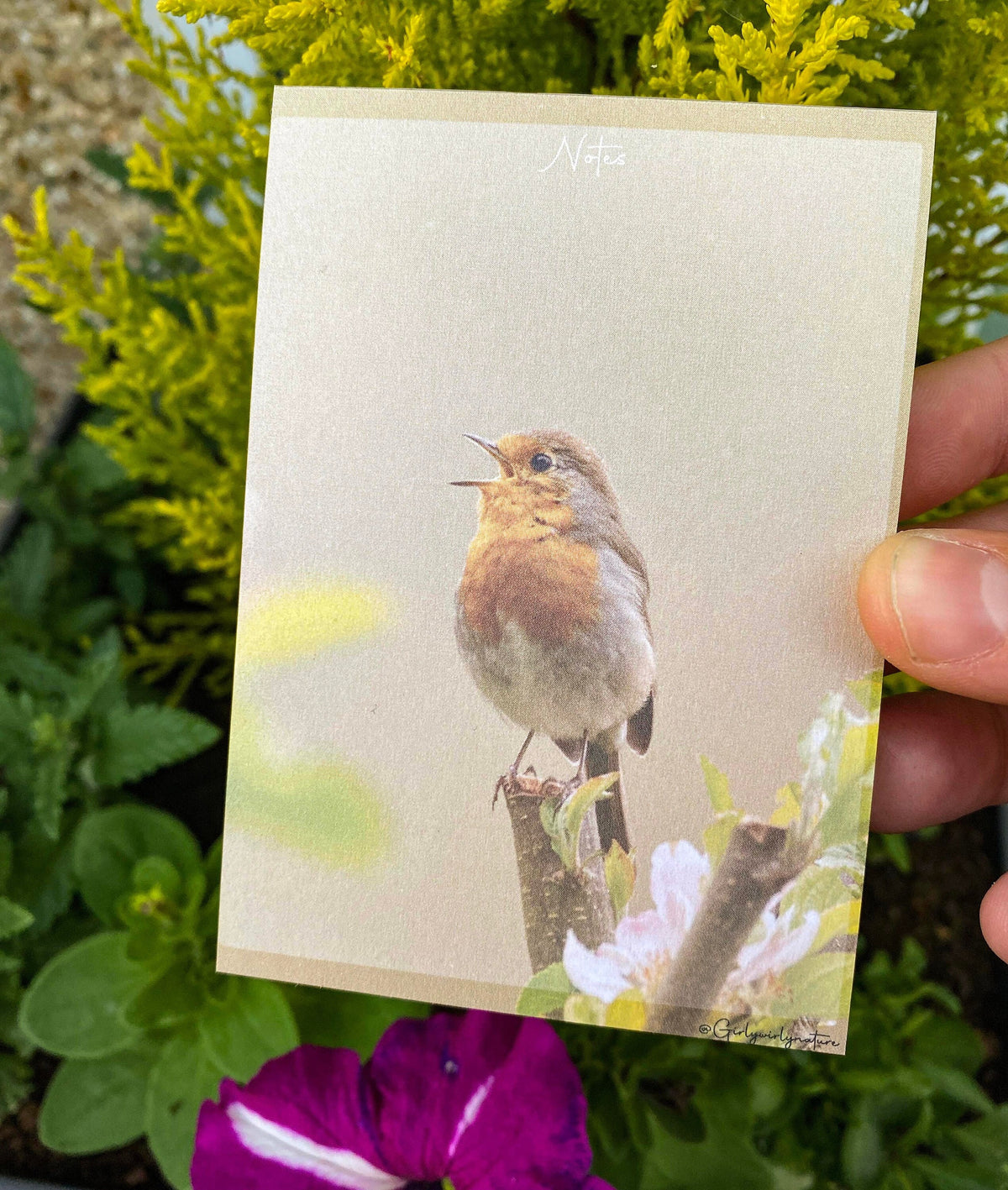 Robin Pocket Notepad - British wildlife stationery