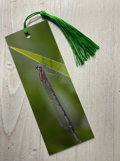 Damselfly Bookmark - Swindon wildlife photography