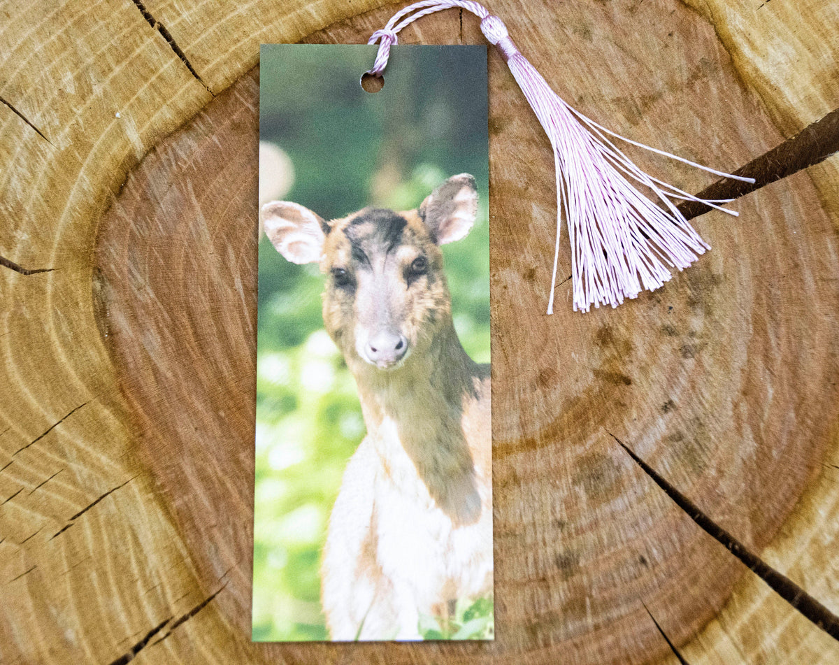 Muntjac Deer Bookmark - Swindon wildlife photography