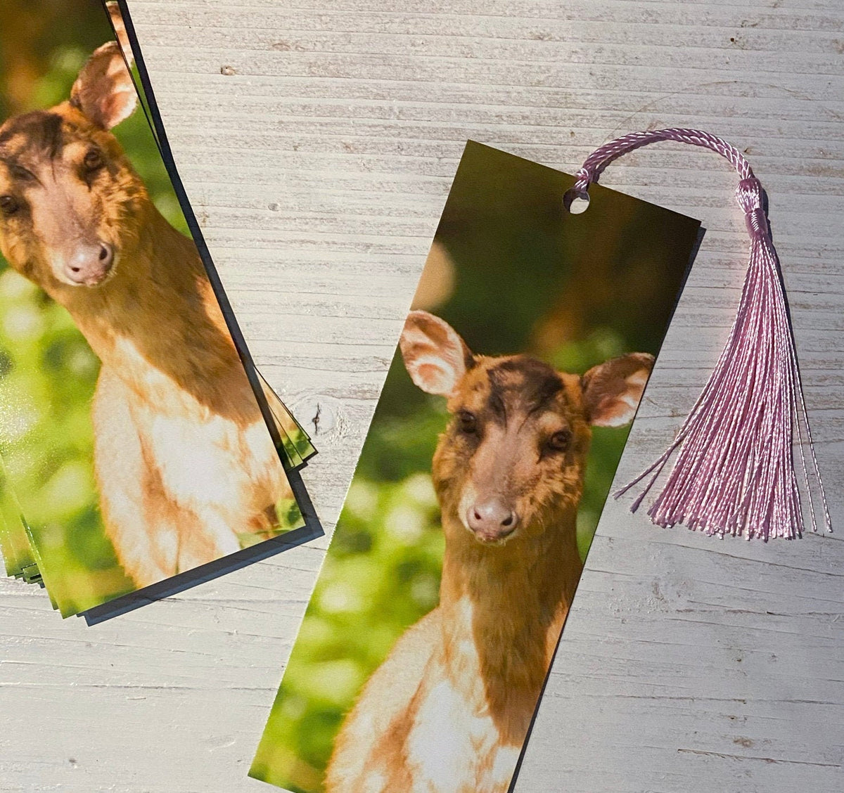 Muntjac Deer Bookmark - Swindon wildlife photography