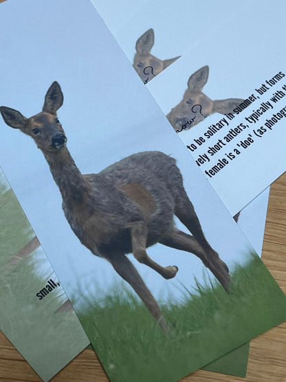 Roe Deer Bookmark - UK woodland wildlife photography