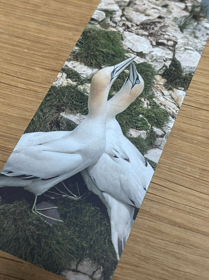 Gannet Bookmark - Bempton Cliffs wildlife photography