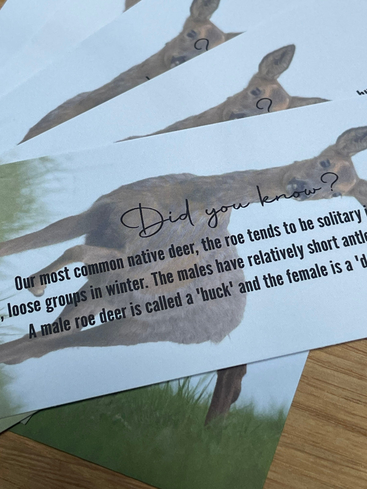 Roe Deer Bookmark - UK woodland wildlife photography