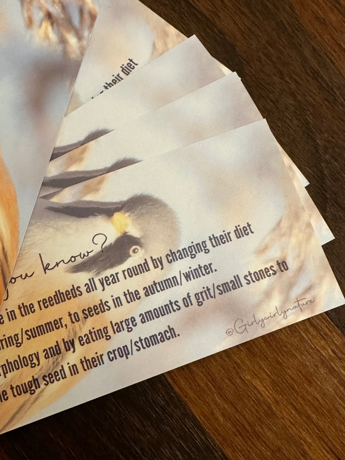 Bearded Tit Bookmark - UK wildlife photography