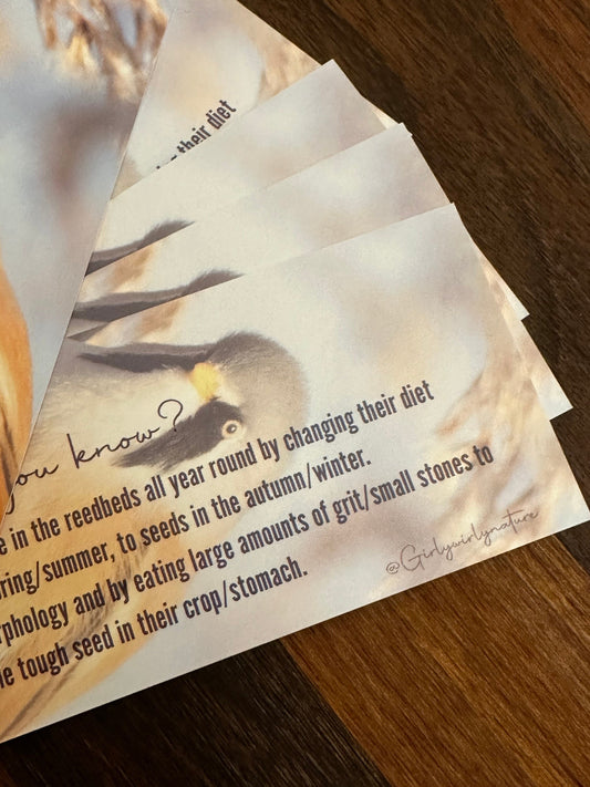 Bearded Tit Bookmark - UK wildlife photography