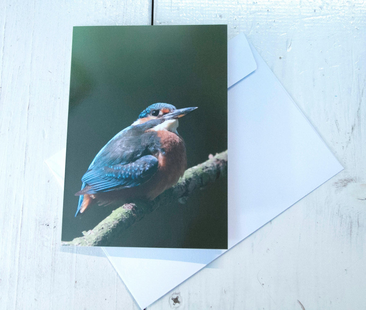 Kingfisher Greetings Card - Wales wildlife photography