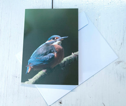 Kingfisher Greetings Card - Wales wildlife photography
