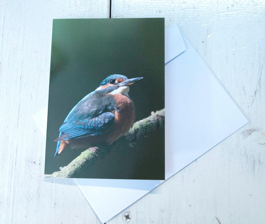 Kingfisher Greetings Card - Wales wildlife photography