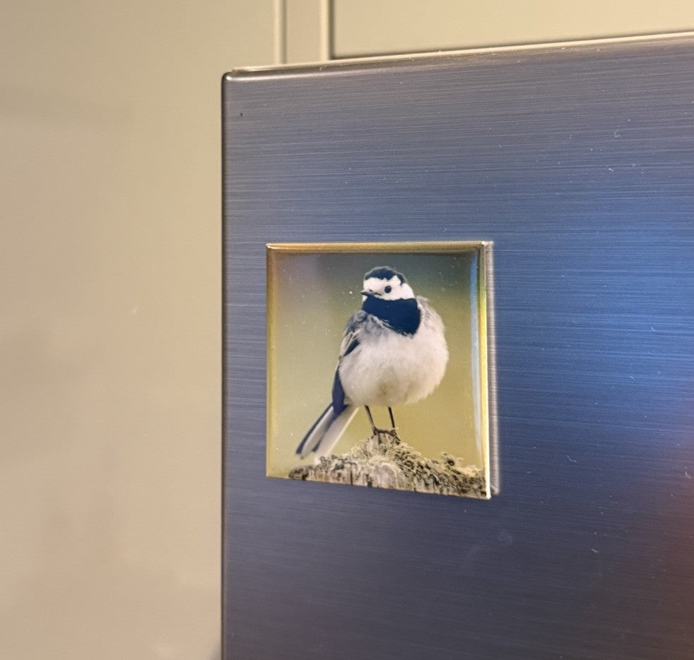 Pied Wagtail Magnet - UK wildlife photography