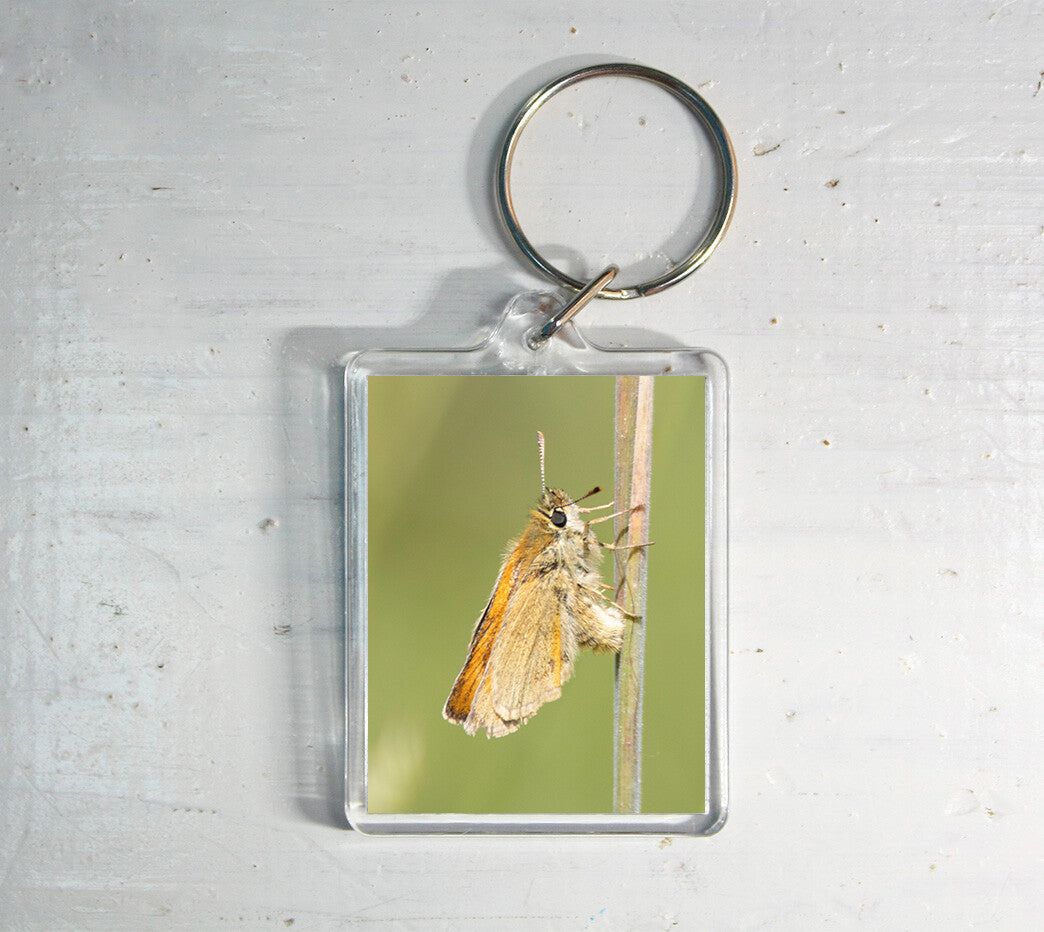 Essex Skipper Butterfly Keyring - British wildlife photography