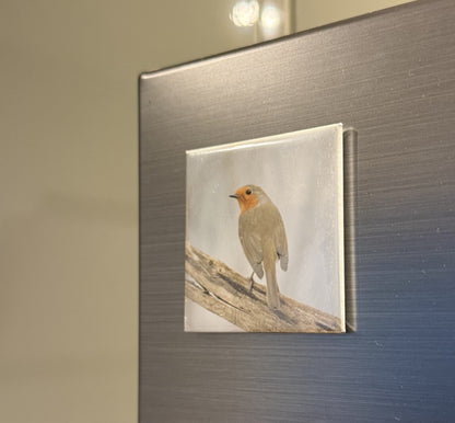 Robin on Branch Magnet - British wildlife photography